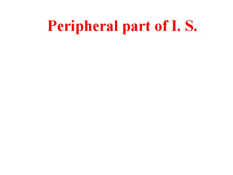Peripheral part of I. S.